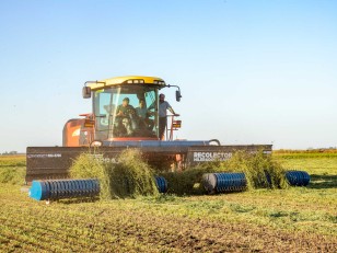 Cabezal recolector hilerador draper RHD-